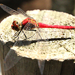 Resting dragonfly, Yamanashi Pref.