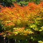 Autumn leaves, Tochigi
