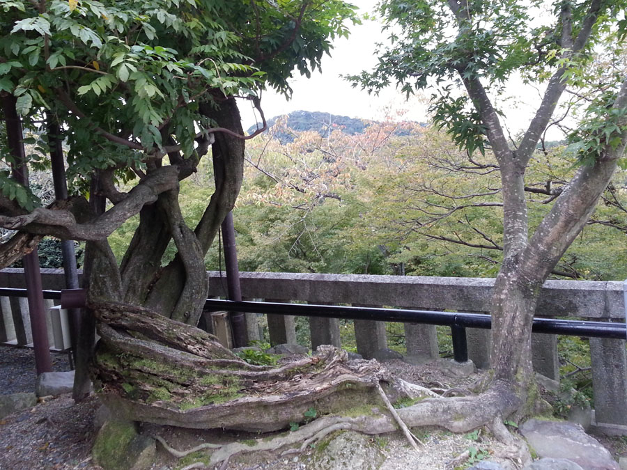 Entwined roots, Kiyomizu Temple, Kyoto