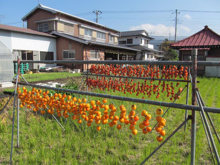 Sun-drying for persimmons, Gotemba, Shizuoka Pref.