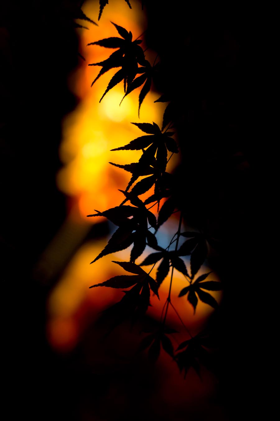 Momiji leaves with Tokyo Tower lit up in the background