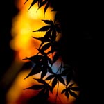 Momiji leaves with Tokyo Tower lit up in the background