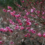 The hues of spring, Korakuen Garden, Okayama Pref.