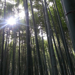 Sagano Bamboo Forest, Kyoto