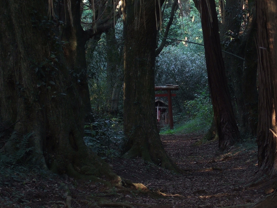 A shrine deep in the woods, Sakura, Chiba Pref.