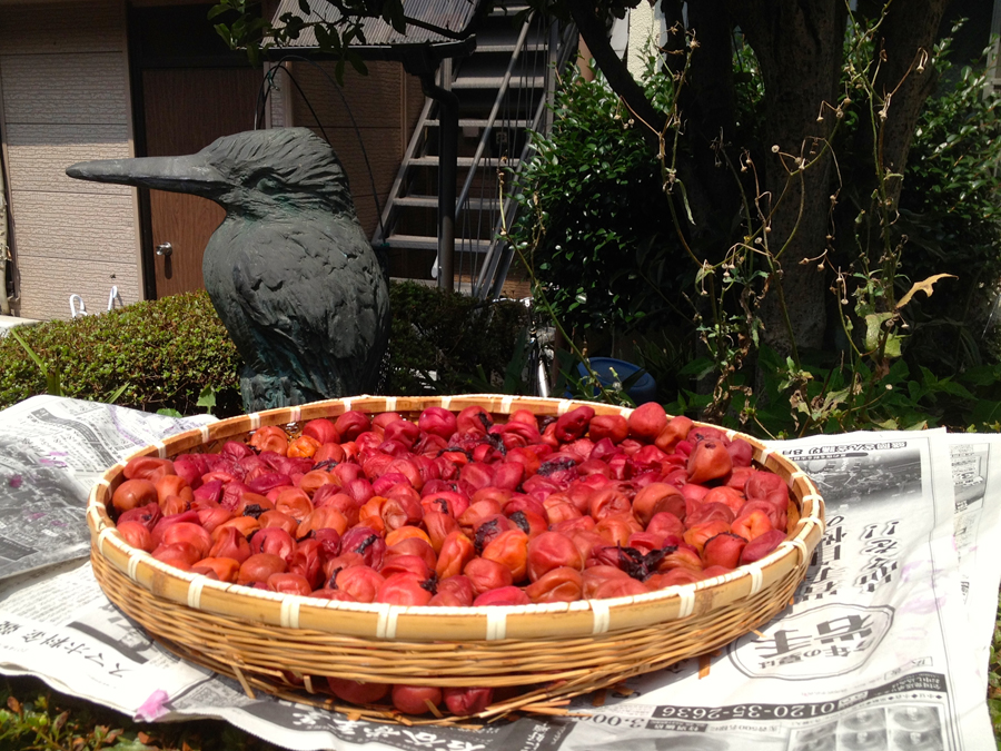 Dinner is served --  kingfisher and umeboshi drying in the sun, Kanamecho, Tokyo