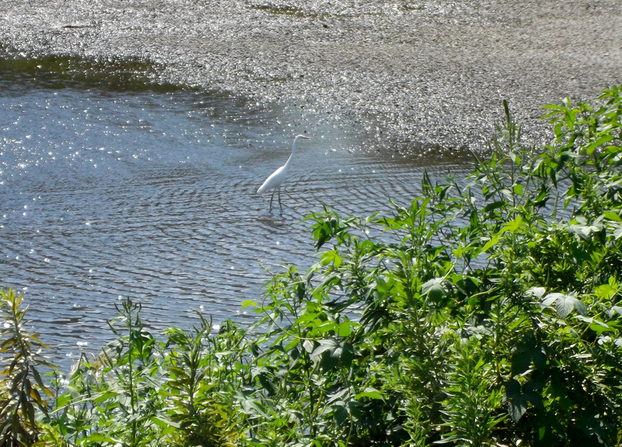 A great white egret in Fukui, still and statuelike