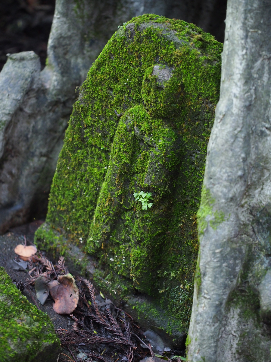 Hidden treasures in the forest of Itamuro, Nasushiobara, Tochigi Pref.