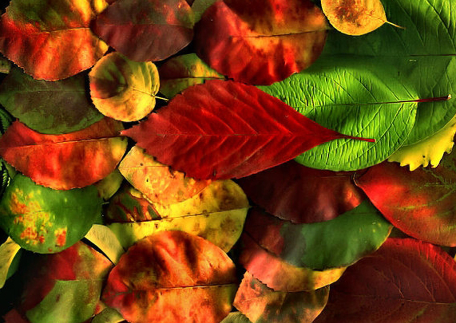 Autumn leaves, Oku-Nikko, Tochigi Pref.