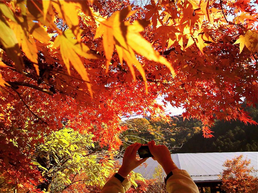 Leaf viewing, Musashi-Itsukaichi, Tokyo