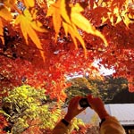Leaf viewing, Musashi-Itsukaichi, Tokyo