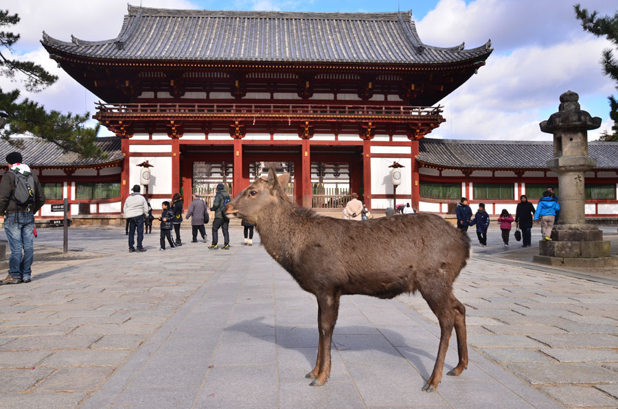 Deer in front of Todaiji Temple, Nara Pref.