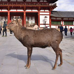 Deer in front of Todaiji Temple, Nara Pref.