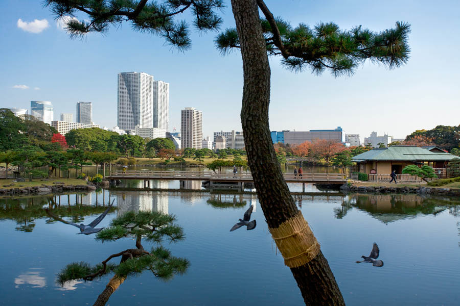 Hamarikyu Gardens is home to many species of migrating birds year round, trying the patience of the city's pigeons, Tokyo