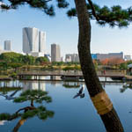 Hamarikyu Gardens is home to many species of migrating birds year round, trying the patience of the city's pigeons, Tokyo