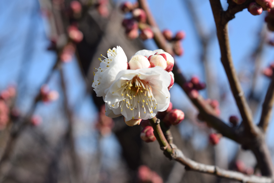 Welcome to spring, Hanegi Park, Tokyo