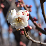 Welcome to spring, Hanegi Park, Tokyo