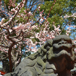Ume Matsuri, Yushima Temple, Tokyo