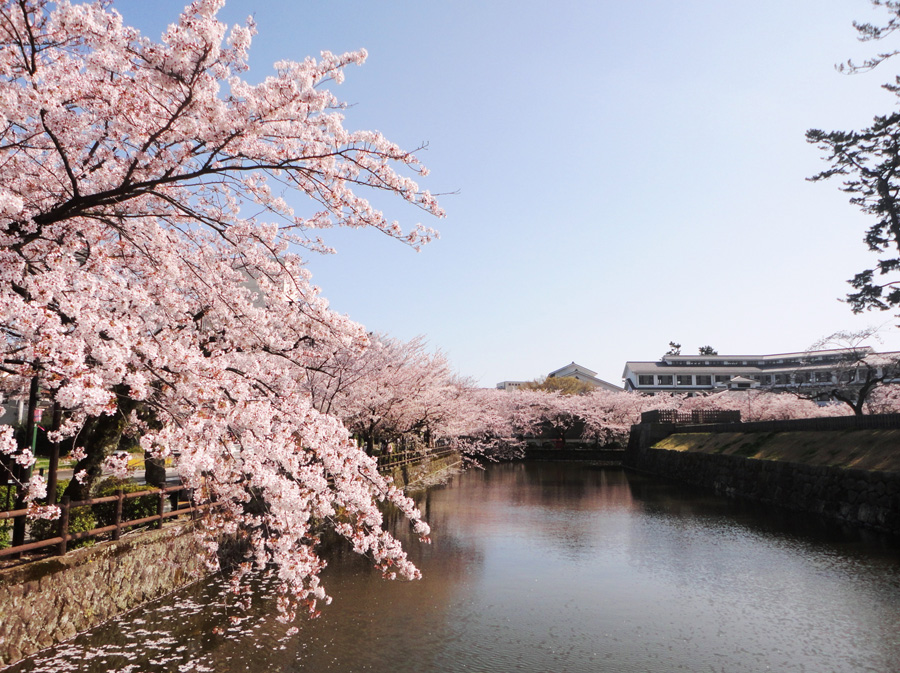 Beautiful lakeside cherry blossoms near Odawara Castle, Kanagawa Pref.