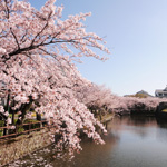Beautiful lakeside cherry blossoms near Odawara Castle, Kanagawa Pref.