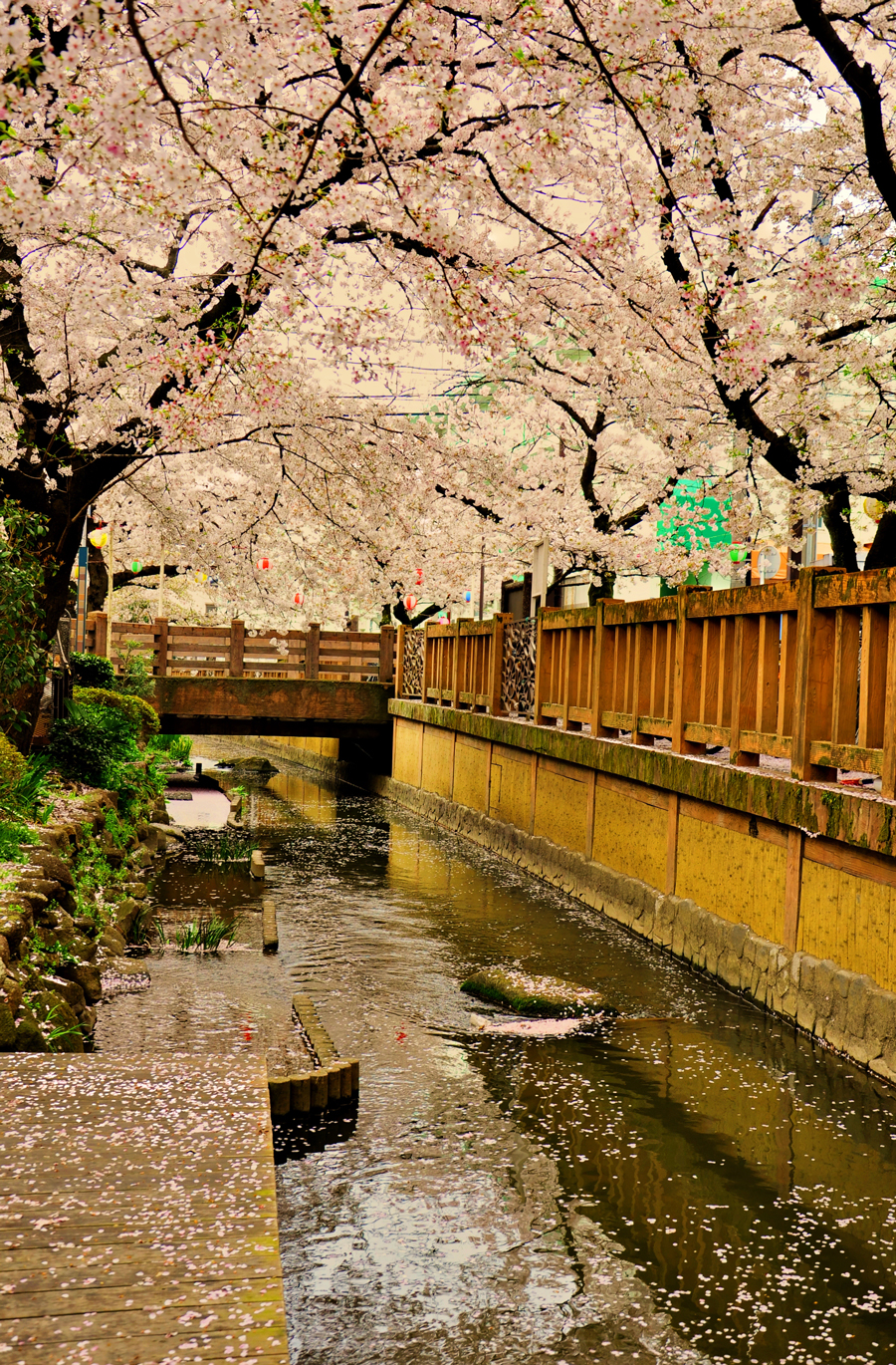 Falling cherry blossoms, Shukugawara, Kanagawa Pref.