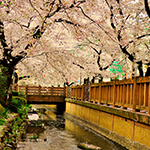 Falling cherry blossoms, Shukugawara, Kanagawa Pref.