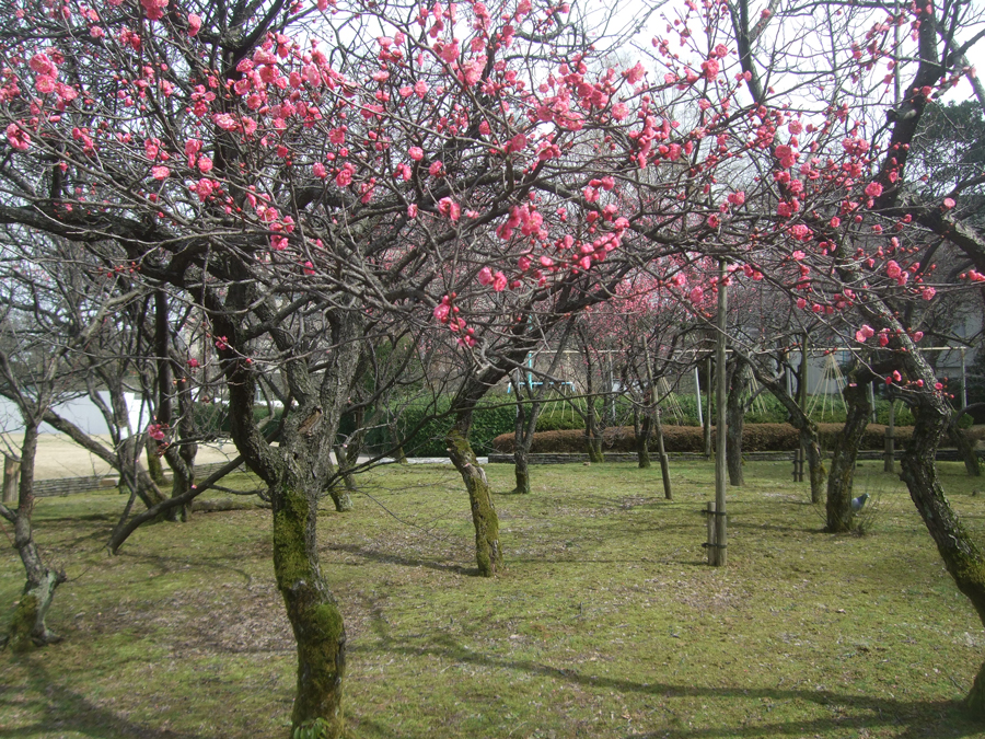 Springtime, Fukui