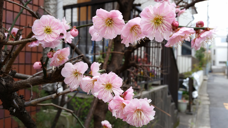 Spring has come, Setagaya, Tokyo