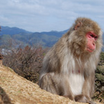 A gloomy monkey, Arashiyama, Kyoto