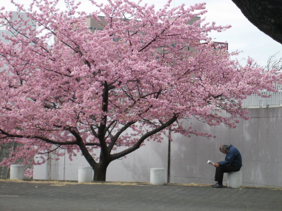 Reading newspaper beside cherry blossoms, Numazu, Shizuoka Pref.