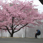 Reading newspaper beside cherry blossoms, Numazu, Shizuoka Pref.