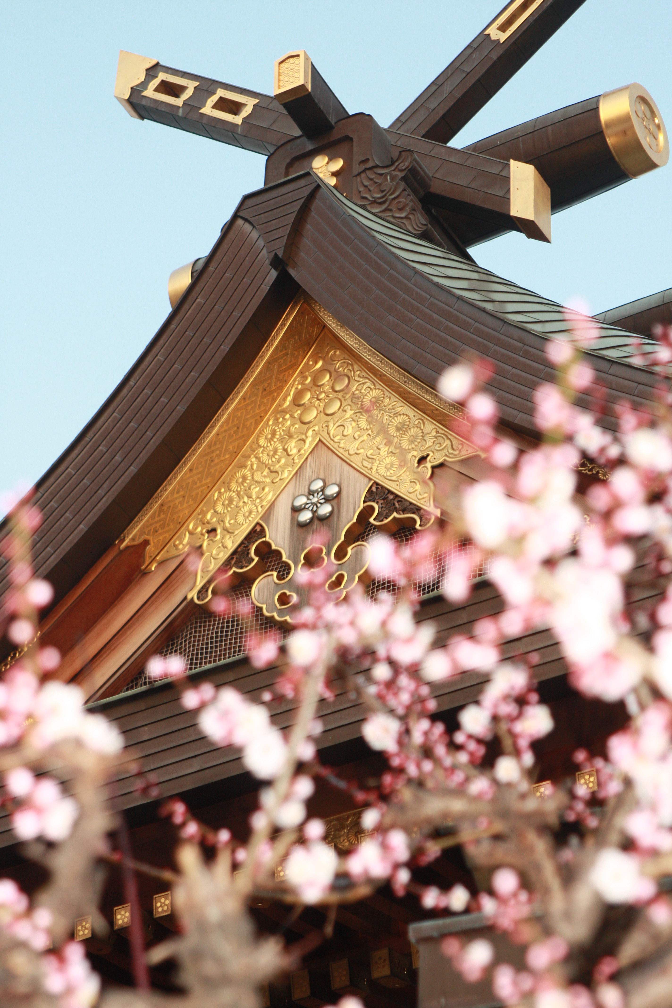 Plum blossoms at Yushima Tenmangu Shrine, Tokyo