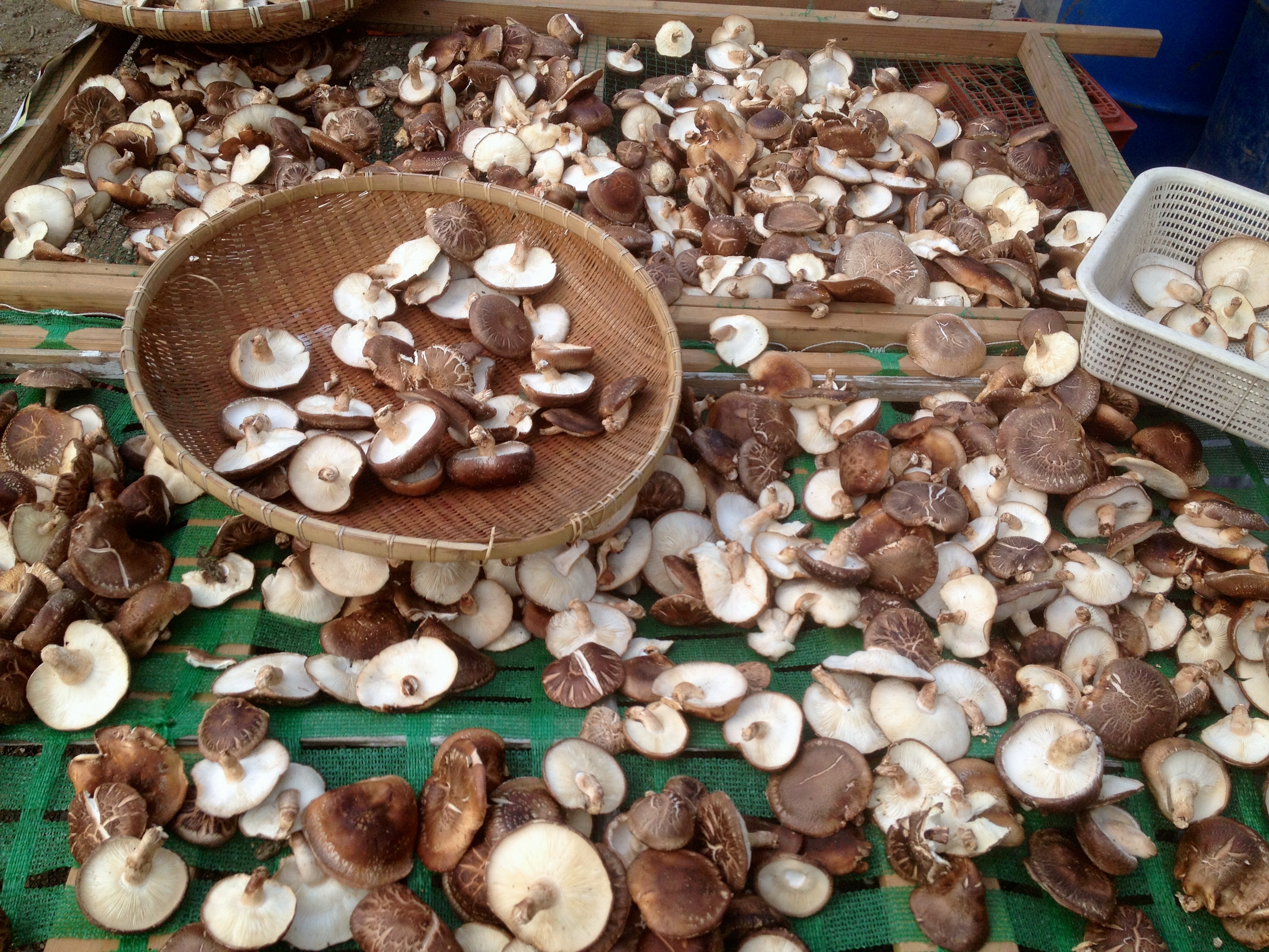 Shiitake mushrooms at a roadside shop, Saitama Pref.