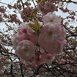 Double-petal cherry blossoms, Shirokanedai, Tokyo
