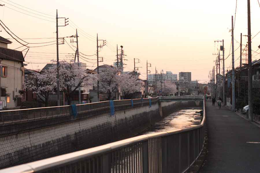 The sun sets behind cherry blossoms near Toshimaen, Nerima, Tokyo