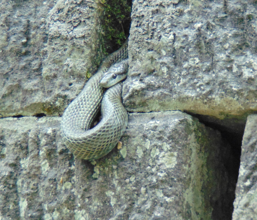 Sleepy snake at Fukui Castle