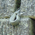 Sleepy snake at Fukui Castle