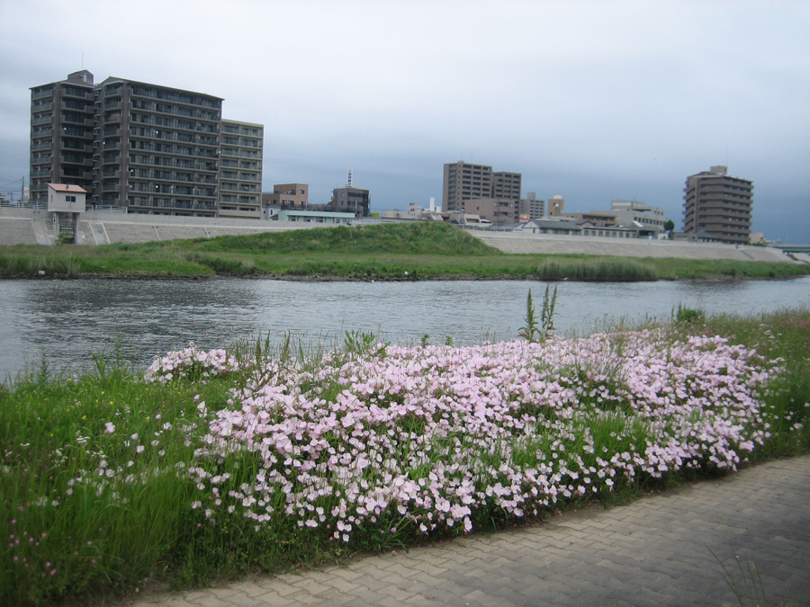 Poppies on Kano River basin, Numazu, Shizuoka Pref.