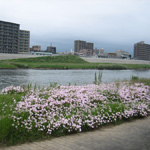 Poppies on Kano River basin, Numazu, Shizuoka Pref.