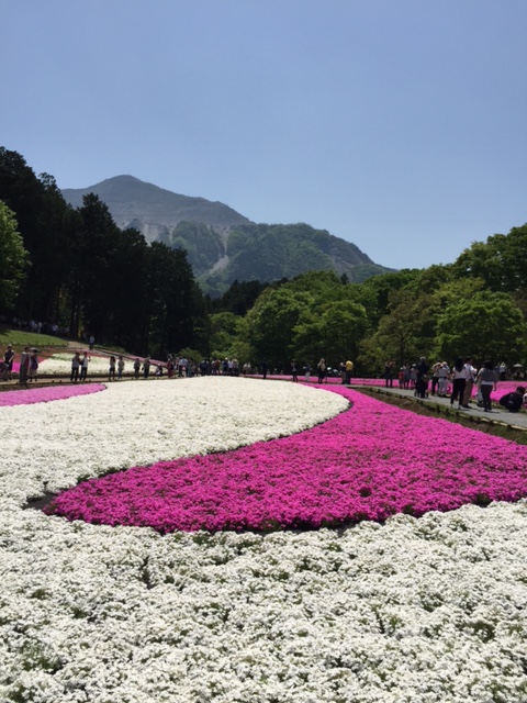 Pink moss hill, Chichibu, Saitama Pref.