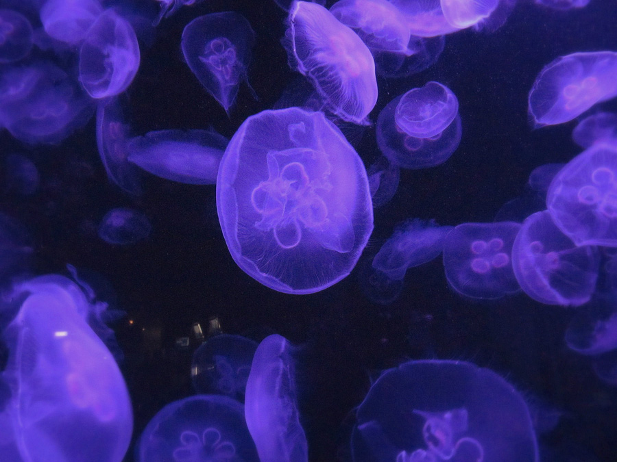 World under water &#8212; moon jellyfish, Izu-Mito Seaparadise, Shizuoka Pref.