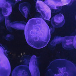 World under water &#8212; moon jellyfish, Izu-Mito Seaparadise, Shizuoka Pref.