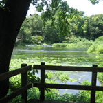 Limpid stream of the Kakita River, Shimizu-cho, Shizuoka Pref.