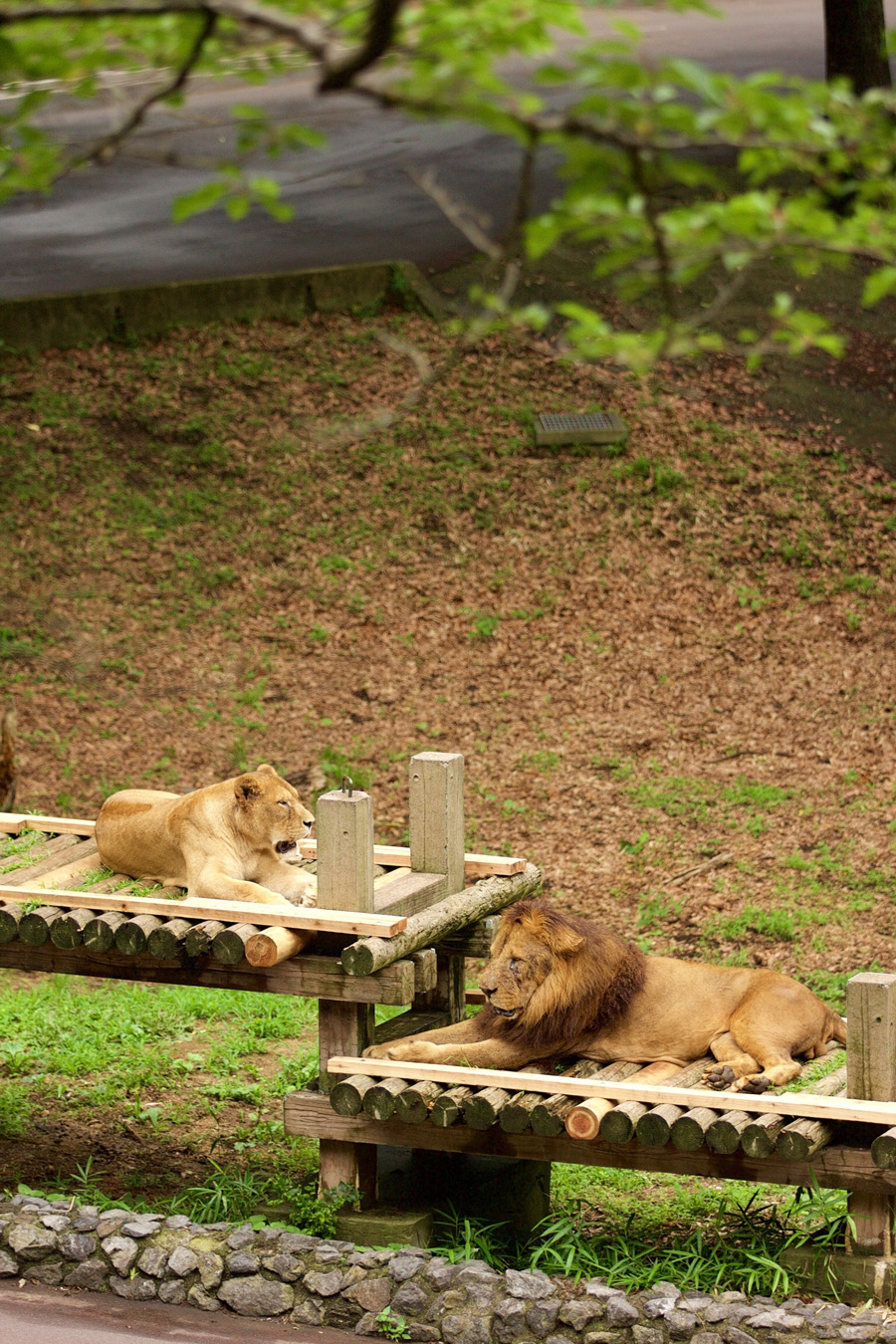 Lions relaxing in the shade at Tama Zoo, Hino, Tokyo