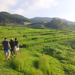 Senmaida terraced rice fields