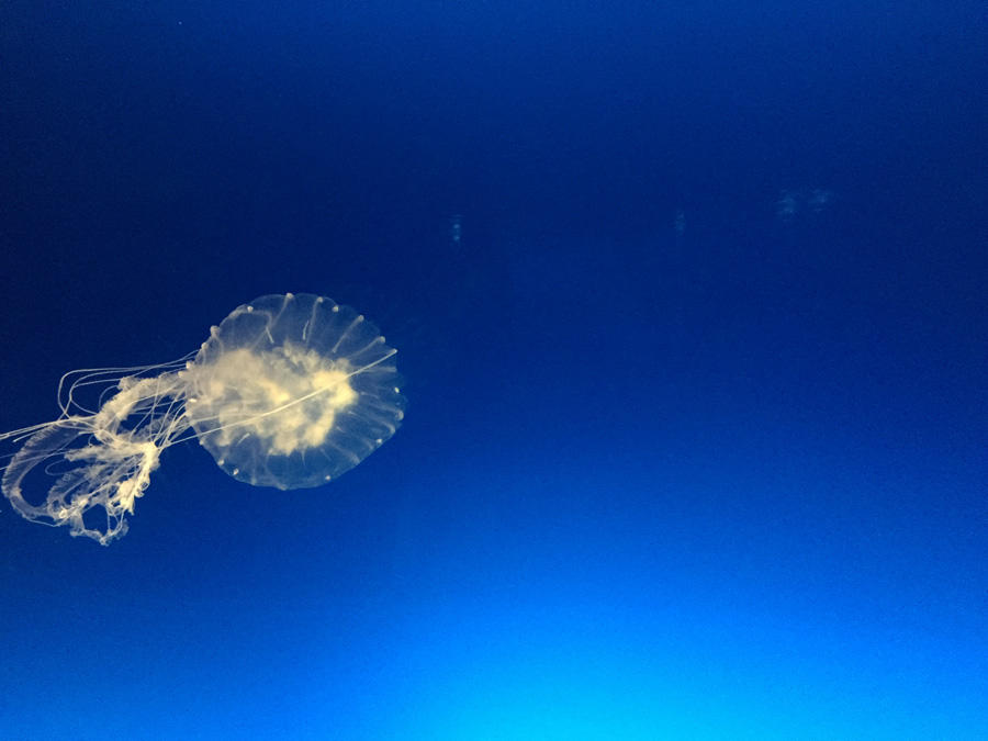 Enjoy the jellyfish dance, Osaka Aquarium Kaiyukan