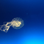 Enjoy the jellyfish dance, Osaka Aquarium Kaiyukan