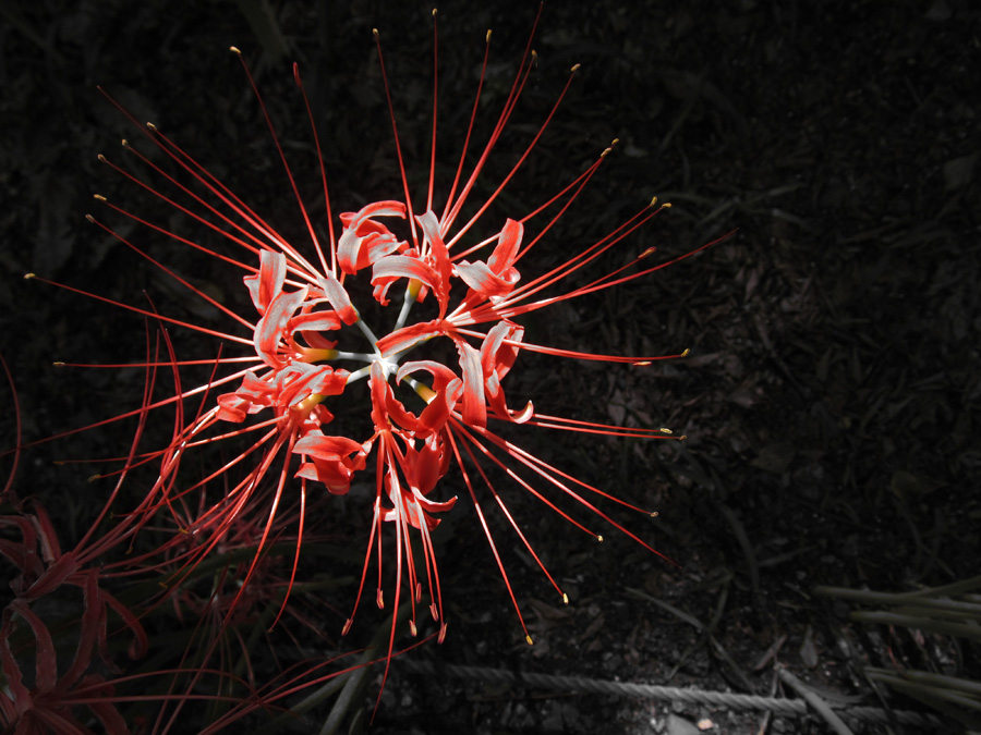 Red spider lily at Kinchakuda, Hidaka, Saitama Pref.