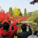 Beautiful autumn leaves in Eikando Zenrinji, Kyoto