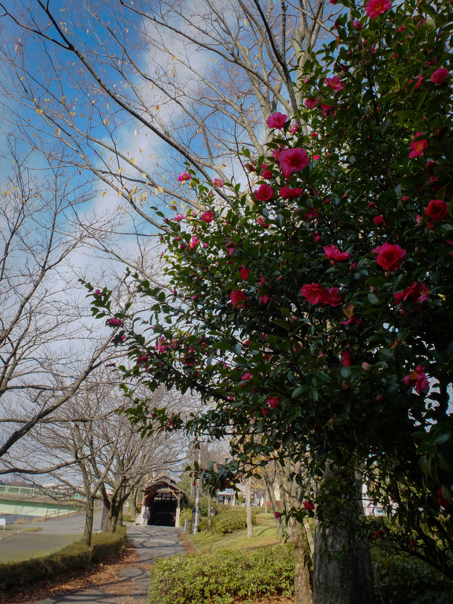 When spring and autumn collide, Kanazawa, Ishikawa Pref.